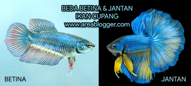 Beda Ikan Cupang Jantan dan Betina