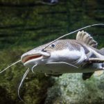 Hal Penting Terkait Ikan Lele yang Harus Diketahui Peternak Lele
